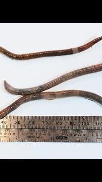 Nature: Jumping Worms, Snake Worms, or Crazy Worms
