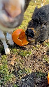 Pumpkins will do it! #pigstagram #minipigsofinstagram #minipig #familyfarm #blackstonefarmspbs | Black Stone Farms PBS