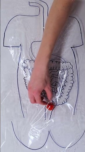 🤯 EASY DIGESTION MODEL 😋 DIY Science You Can Touch! 🧬