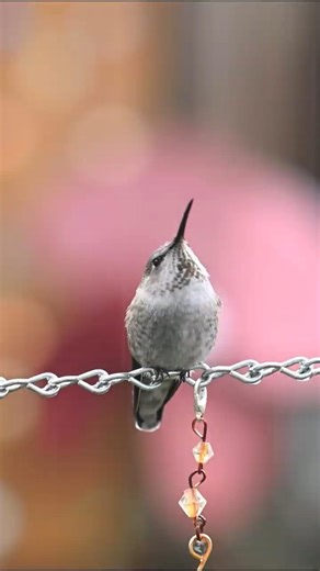 Relaxing Piano & Violin Duet | Beautiful Hummingbird | 蜂鸟 | 钢琴小提琴二重奏