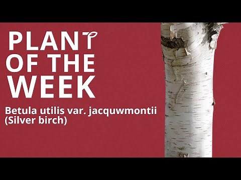 Betula utilis var jacquemontii (Himalayan Silver Birch)