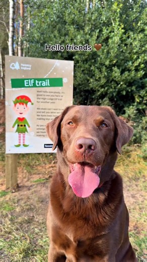 Alice and Hector 🐶🤎 on Instagram: "Do you think the elves tricked the Inspector? 🧝🏻✨💚 Hector went on an elf trail recently to find the elves.. he only managed to find ONE elf 🤭 and the rest all tricked him 🎅🏻😳 How many elves did you count on the trail? 🎄💚 Luckily with Heccy’s @weenect tracker we stayed on track and there’s no chance of losing Hector.. as we always know where he is! 🥰🤎 Hector is in the Christmas spirit and SO excited for Christmas this year 🥹 we’re off on a big adve