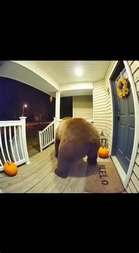 #brainrot #67 #bear #viral