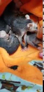 453K views · 28K reactions | Baby opossums are called joeys and a group of them is called a passel. So here is a passel of joeys for you. #opossums | Little Bit Wildlife Rescue | Facebook