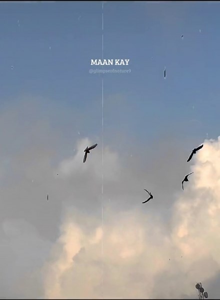 Birds in Flight: A Captivating Sky Journey