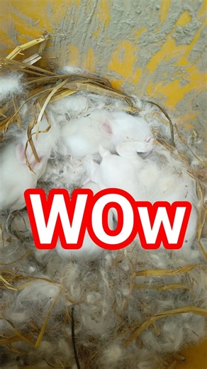 Cute Baby Rabbits First Time Out 🐰 | So Adorable! #shorts #viralvideo #animals #rabbit #cute