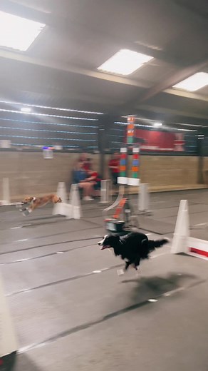 TimeFlyZ doing what they do best! #flyball #flyballdogs #fyp #flyballuk #flyballdogsoftiktok #dogvideos #doglove #dogsofttiktok #dogsport #fastdogs #ukflyball
