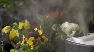 Water mist stream from a humidifier on flower pots with various spring flowers in a low key. Smart house Automatic Technology Watering plants.