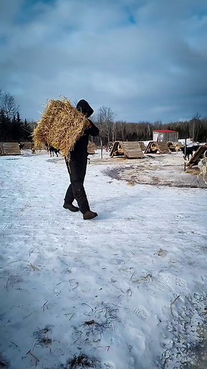 407K views · 2.2K reactions | Spencer demonstrates how we do straw here at the kennel. The dogs love new straw day just as we love clean dry sheets on our beds. Straw is hollow and provides good insulation and bedding for sled dogs. Every one of them will rearrange their beds to their own liking. We do new straw about every three weeks or sooner if the temps are going to drop. #mushing #workingdogs #sleddog #dogs #kennel #doghouse #straw | Endurance Kennels LLC | Facebook