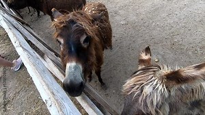Domestic donkey, ass. Many donkeys standing in paddock at donkey farm. Donkey muzzle head close up. Donkey farm. Corral for livestock. Animal husbandry. Domestic animals. Livestock industry breeding Stock Video