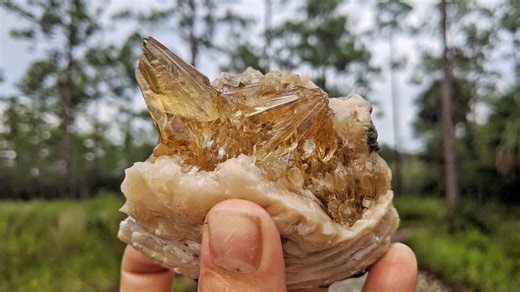 Finding calcite crystals in fossil clams | Florida’s hidden gemstones