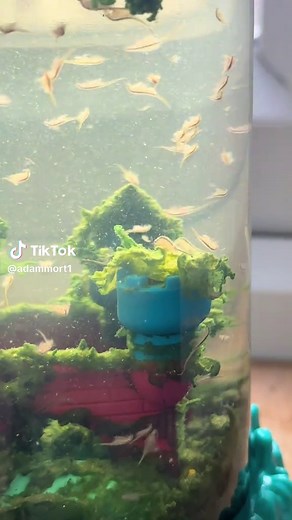 Understanding Sea Monkeys: Care Tips and Facts