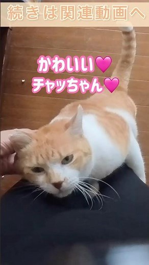猫を飼うと出張が辛すぎる#元野良猫チャチャ #猫武将 #猫 #ねこ #ネコ #cat #ゆるめにたのむ