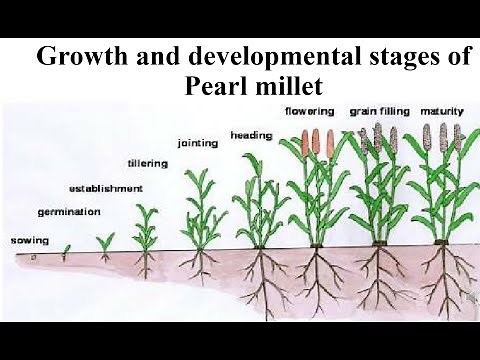 Growth and developmental stages of pearl millet‪@AGRICulturemakestrong‬