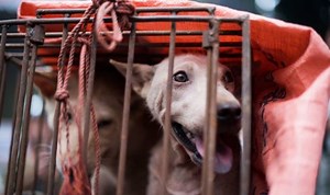 China: Dogs saved from being cooked and eaten