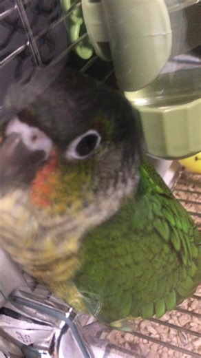 Happy Elmo (@happy.elmo3)’s videos with Sweetie Jelly - Dalkom Sounds