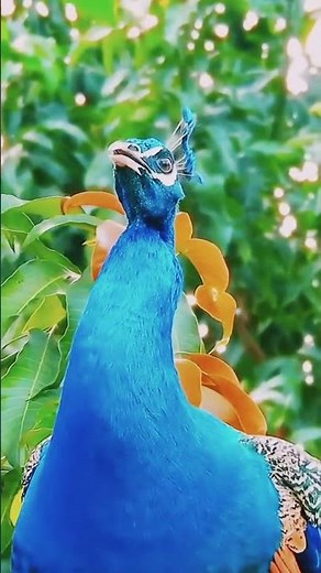 Different birds sounds #birds#differentbirds#beautifulbirds #virelvideo