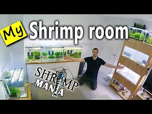 SHRIMP ROOM TOUR - Home aquariums with UGF filters - STUNNING Caridina SHRIMPS