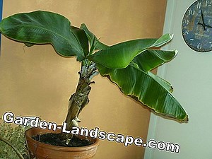 Plants: Care of a banana plant & banana tree | 2025