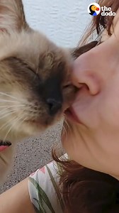 10M views · 214K reactions | 17-year-old cat visits her favorite woman every day — and it might just be a sign ❤️ | The Dodo | Facebook