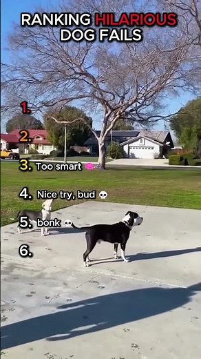 Top 6 Dog Fails Caught on Camera #shorts