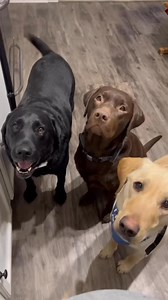 Lab Life #throwbackthursday #funny #relatable #Lablovers #Labrador | Winston, Rutledge and Reggie the funny Labs