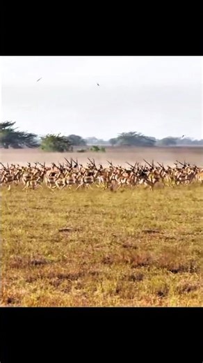 Deer Hunting Fun – Clean Shots & Great Skills! 🎯🦌