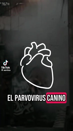 Videos de ANIMAL SOLUTIONS VET (@animal.solutions1) con “sonido original - ANIMAL SOLUTIONS VET”