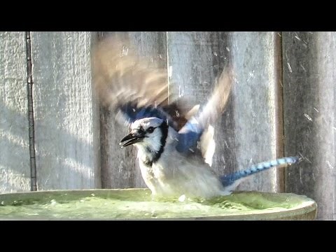 Mockingbird and Blue Jay Epic Birdbaths
