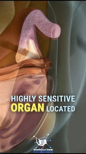 ⚠️ Medical Education Purpose Only | 3D Anatomy Animation Understanding the Clitoris: A Comprehensive Anatomical Overview. In this video, we explore the anatomy of the clitoris, discussing its structure, hidden components, and important role in female sexual anatomy. We break down its different parts and explain how this complex organ is much more than just what is visible externally. 💡 This content is created for educational and scientific purposes to better understand human anatomy. #anatomy #