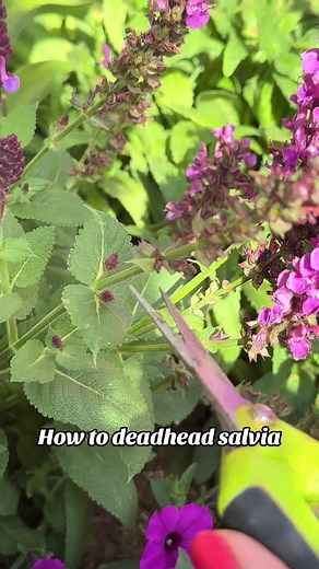 How to Deadhead Salvia for Continuous Blooms