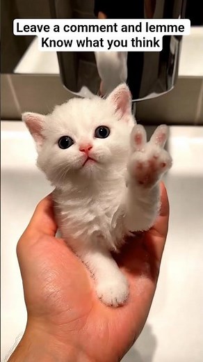 ASMR| ai bubble cat| ai cat viral cat video #shorts