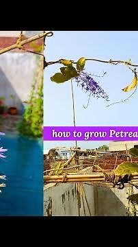 5 Tips to Grow Sandpaper Vine in Pots Successfully (Petrea Volubilis)