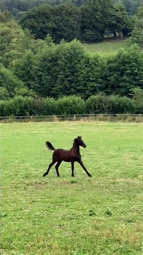 Cheval à vendre - Pouliche Frisonne Pleins Papiers - Vidéo 3 - equirodi.com