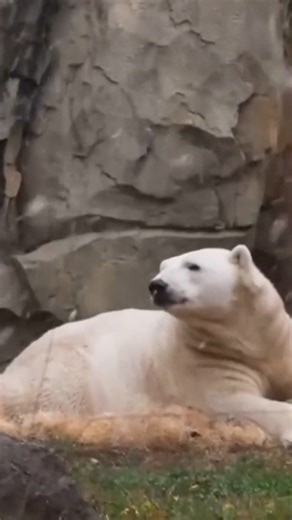 Chicago's Brookfield Zoo sees first snowfall