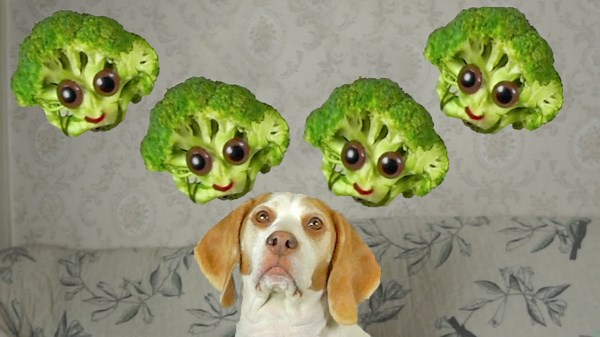 Dog vs. Broccoli: A Hilarious Standoff