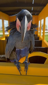 50 reactions | Hang on kids, Schools almost out! Those cheeks  #parrotsrus #maui #blackpalmcockatoo | parrotsrus | Facebook