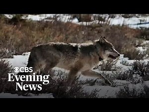 California ranchers say protected wolves are killing their livestock