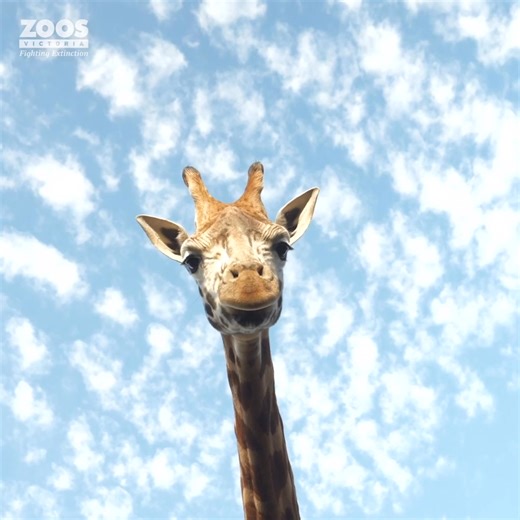 It’s World Giraffe Day! With fewer than 117,000 giraffes left in the wild, these majestic creatures face serious threats like habitat loss and poaching. But together, we can secure their future. Through programs like our Giraffe Experience, research efforts, and global conservation partnerships, we’re dedicated to protecting giraffes and other wildlife. By raising awareness and supporting initiatives both locally and internationally, we can ensure these incredible creatures thrive for generation