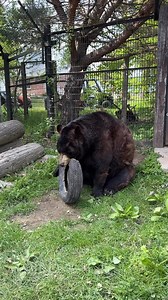 Who needs roadside assistance when you have a bear that can change a flat tire for you! | Bear Den Zoo & Petting Farm
