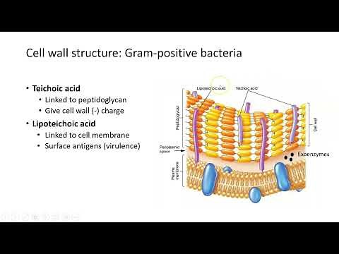 Bacterial Cell Walls: Gram-Positive vs. Gram-Negative