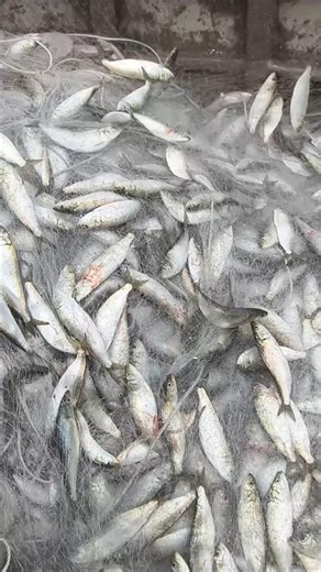 2026's WILDST CATCHES: You Won't BELIEVE These Fish!