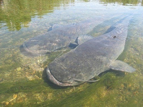 Big Catfish Underwater in Riu Ebre by Catfish World