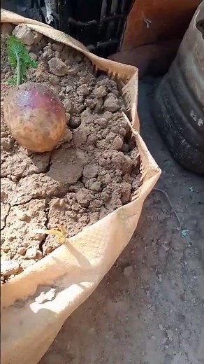 How to Grow Turnips (Shaljam) 🌱 | Step-by-Step Guide for Beginners
