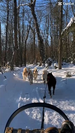 𝓐𝔁𝓮𝓵𝓵𝓮 ☀️🌿✨ - 𝑰𝒏𝒔𝒑𝒊𝒓𝒆 & 𝑽𝒐𝒚𝒂𝒈𝒆 on Instagram: "Qui a dit qu’on s’ennuyait en hiver au Québec ? J’ai eu la chance de vivre une expérience de chien de traîneau avec Secrets Nordiques, dans un chenil familial où le respect des chiens est une vraie priorité. Ici, pas de sur-tourisme ni d’exploitation : les balades se font au rythme des chiens, avec seulement quelques sorties par jour. Des mushers passionnés et bienveillants nous partagent leur savoir, les techniques de conduite, m