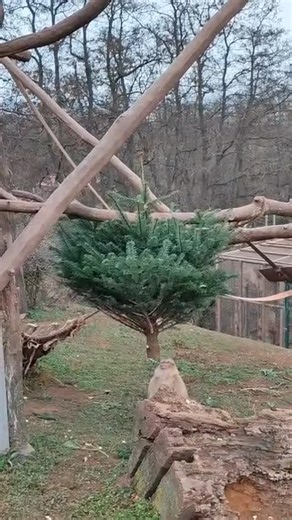 Das große Abschmücken beginnt 🎄🙈 Tierpflegerin Sandra hat die Tanne mit Erdnüssen & Chicorée versehen. Gefundenes Fressen für unsere Berberaffen! So geht Tierbeschäftigung in der Weihnachtszeit 🎅🏼❤️ #zooparkerfurt #erfurt #berberaffen #prozoo #tierbeschäftigung | Thüringer Zoopark Erfurt