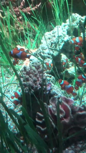 FINDING NEMO @ SEA LIFE IN BIRMINGHAM! #shorts #aquarium #animals #nature #wildlife #fish #clownfish