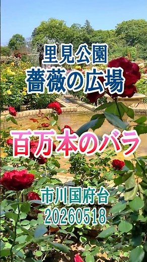 ショート1分 20260518 里見公園バラ園 百万本のバラ01 加藤登紀子 Yoshi10 Koba84 20260521