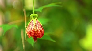 Chinese Lantern, Flower