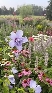 1K reactions · 36 shares | Follow me for cottage garden design and all things flowers.  #cottagegarden #gardeningislife #englishgarden #romanticgarden #wildgarden | Figment Cottage Gardens | Facebook